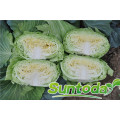 Flat green fresh vegetable hybrid f1 chinese cabbage  seeds